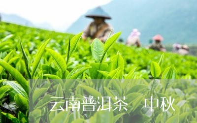 云南普洱茶 中秋/2023041074829